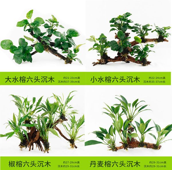 aquarium submerged wood aquatic plants living water ficus carpa planting real plants aquarium prospect ornamental decoration wholesale
aquarium submerged wood aquatic plants living water ficus carpa planting real plants aquarium prospect ornamental decoration wholesale