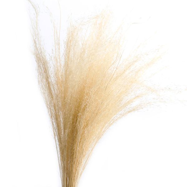 50 stems dry flowers small pampas grass phragmites communis dried flowers bouquet for wedding js22
50 stems dry flowers small pampas grass phragmites communis dried flowers bouquet for wedding js22