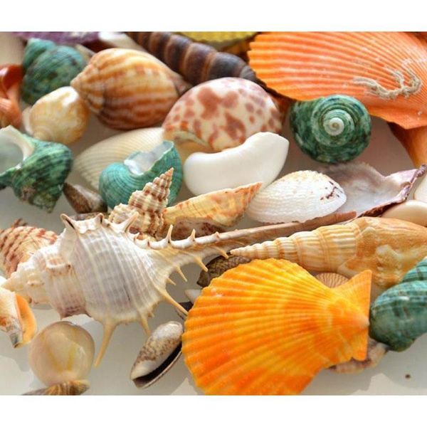 100g sea beach shells mixed fish tank aquarium landscape decoration durable craft for drop ship
100g sea beach shells mixed fish tank aquarium landscape decoration durable craft for drop ship