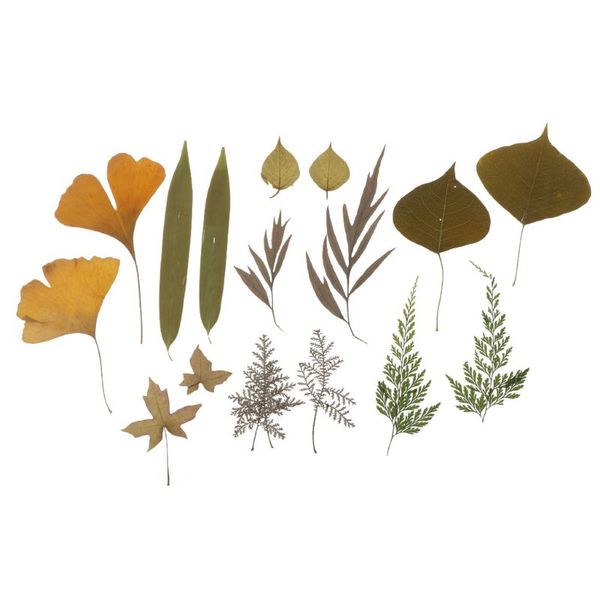 16pcs mix pressed leaves plant specimen collection resin fillings jewelry making accessories, Blue;slivery
16pcs mix pressed leaves plant specimen collection resin fillings jewelry making accessories, Blue;slivery