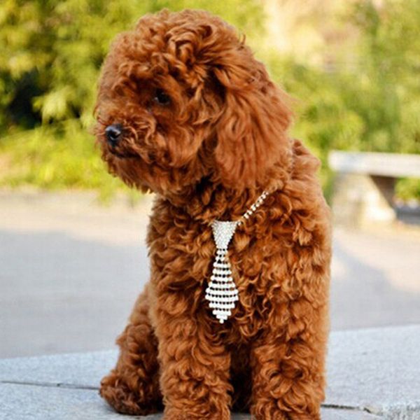 pet collar adjustable decorative shiny rhinestone dogs collars necktie pet cat dog supplies
pet collar adjustable decorative shiny rhinestone dogs collars necktie pet cat dog supplies