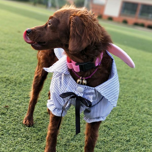 fashion stripe dog cat t-shirt skirt summer pet clothes dress for small dogs chihuahua yorkshire poodel shirts pet dogs clothing
fashion stripe dog cat t-shirt skirt summer pet clothes dress for small dogs chihuahua yorkshire poodel shirts pet dogs clothing
