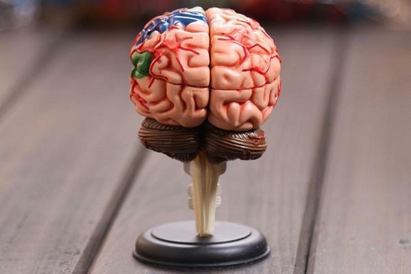 wholesale- 4d master human brain model structure model assembled anatomy dimensional model 32pcs set ing 
wholesale- 4d master human brain model structure model assembled anatomy dimensional model 32pcs set ing