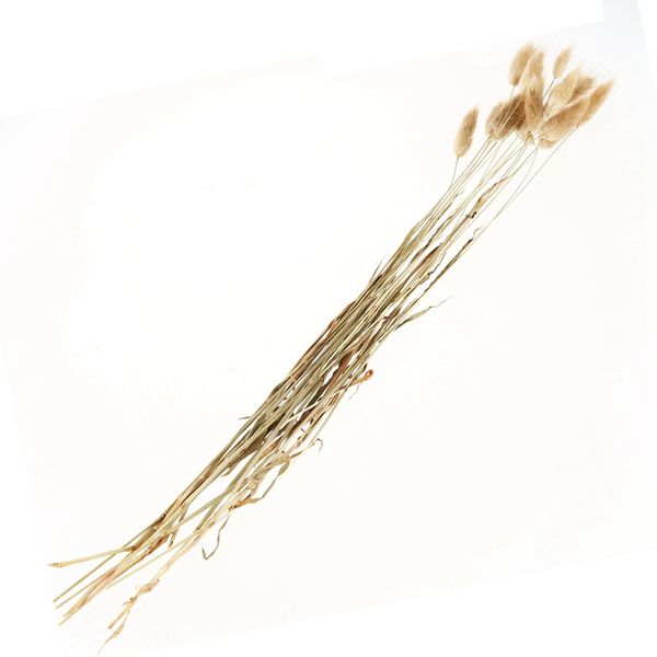 20 stems dried flower tail natural plants floral grass bouquet home decoration accessories p
20 stems dried flower tail natural plants floral grass bouquet home decoration accessories p