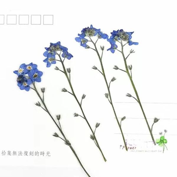 24pcs pressed flower,nature dried forget-me-not petals,craft bookmark card,diy flores secas facial valentine's day gift decor
24pcs pressed flower,nature dried forget-me-not petals,craft bookmark card,diy flores secas facial valentine's day gift decor