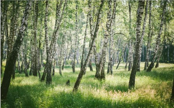 forest wallpaprs custom any size early morning woods sunshine modern wallpaper for living room
forest wallpaprs custom any size early morning woods sunshine modern wallpaper for living room