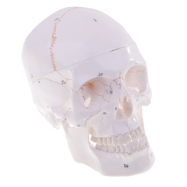 1:1 life size carved human head skull skeleton model educational study aid lab ornament learning resources
1:1 life size carved human head skull skeleton model educational study aid lab ornament learning resources