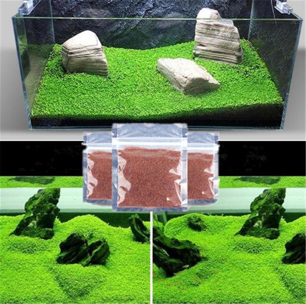 wholesale aquarium plants seeds grass water aquatic plant seeds indoor ornamental plant grass seeds fish shrimp tank ornament
wholesale aquarium plants seeds grass water aquatic plant seeds indoor ornamental plant grass seeds fish shrimp tank ornament
