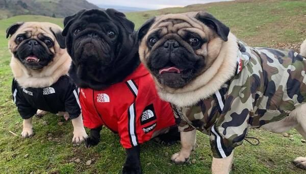 Roupas para Cães jmmake
Roupas para Cães jmmake