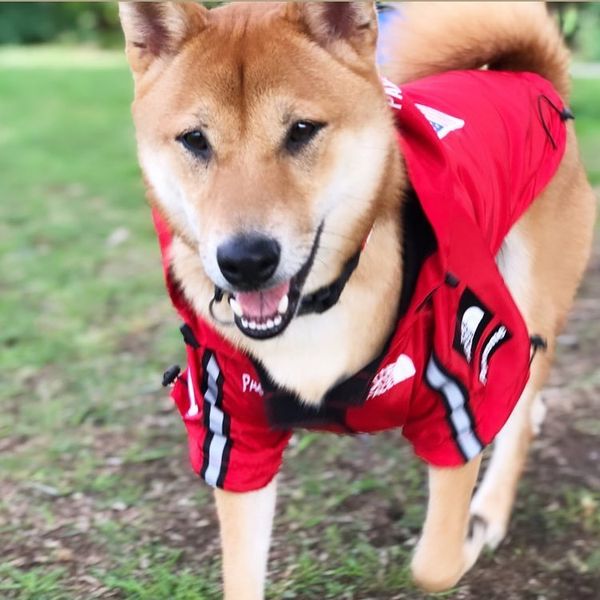 pupper dog clothes the dog face raincoats for big dog pets jacket the face raincoats the face clothes garden2010
pupper dog clothes the dog face raincoats for big dog pets jacket the face raincoats the face clothes garden2010