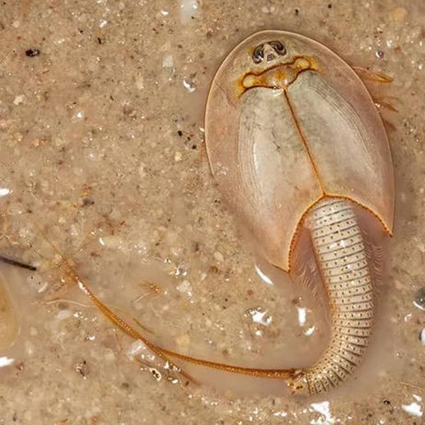 50pcs 15mm length sea monkey eggs monkeys magic living animals fairy brine shrimp growing artemia salina crayfish prawns kids toys novelty
50pcs 15mm length sea monkey eggs monkeys magic living animals fairy brine shrimp growing artemia salina crayfish prawns kids toys novelty