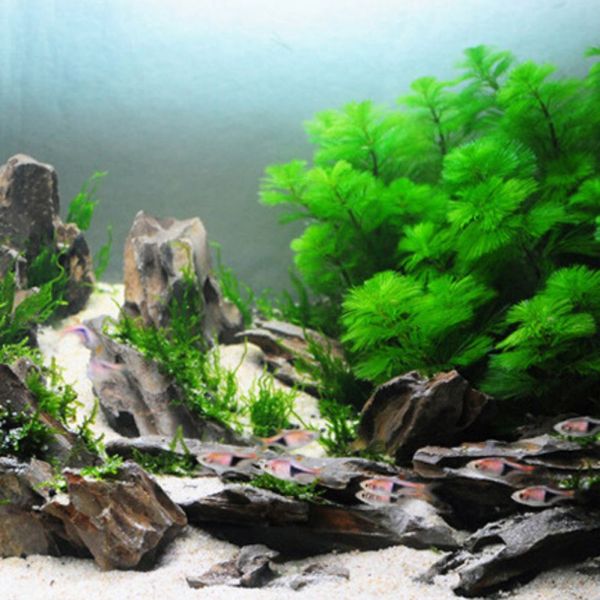 fish tank landscaping moss ball moss glue stick water grass aquarium decor mucilage glues fish tank repair tools
fish tank landscaping moss ball moss glue stick water grass aquarium decor mucilage glues fish tank repair tools