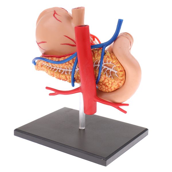 2:3 human stomach & pancreas organs medicine anatomical model anatomy science learning
2:3 human stomach & pancreas organs medicine anatomical model anatomy science learning