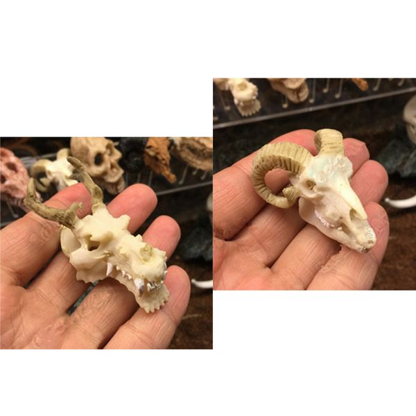 set of 2, aquarium ornament animal s skull head tunnel cave fish tank decoration new ( goat & dragon
set of 2, aquarium ornament animal s skull head tunnel cave fish tank decoration new ( goat & dragon