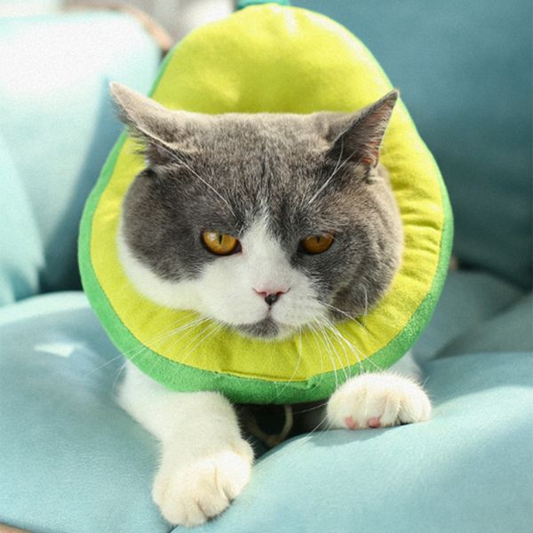 регулируемый хлеб форма pet защитный ошейник собаки кошки шеи конус конус восстановления anti-укус хирургии заживление ран cat собаки воротн
регулируемый хлеб форма pet защитный ошейник собаки кошки шеи конус конус восстановления anti-укус хирургии заживление ран cat собаки воротн