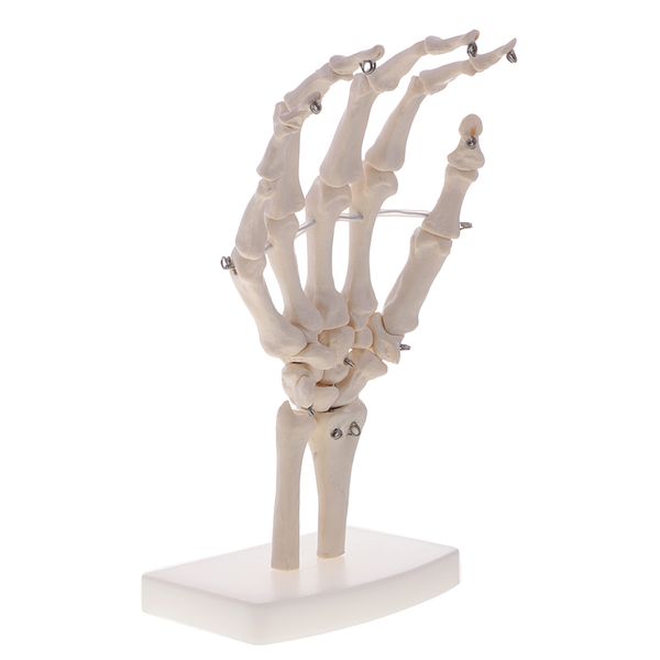 human hand & wrist skeleton model, articulated joints, anatomy model, educational material, laboratory equipment
human hand & wrist skeleton model, articulated joints, anatomy model, educational material, laboratory equipment