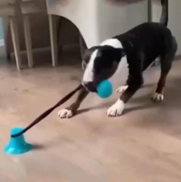 pet molar bite toy rubber chew ball multifunction dog biting toys cleaning teeth safe elasticity soft dental care suction cup lxl974q
pet molar bite toy rubber chew ball multifunction dog biting toys cleaning teeth safe elasticity soft dental care suction cup lxl974q