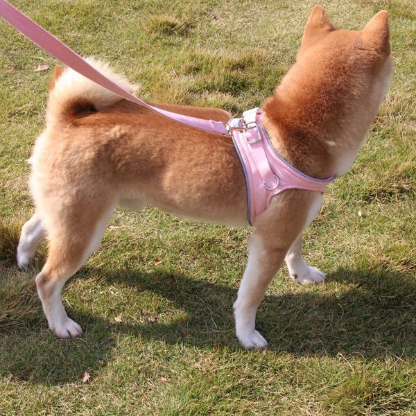 собака легкая harness и поводок набор для лета, малого и среднего dogs walking training нагрудный нет прицепные easy control
собака легкая harness и поводок набор для лета, малого и среднего dogs walking training нагрудный нет прицепные easy control
