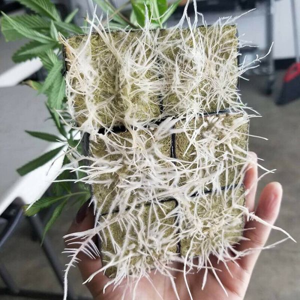 100 cubes grodan rockwool sheet block propagation cloning seed raising hydroponic
100 cubes grodan rockwool sheet block propagation cloning seed raising hydroponic