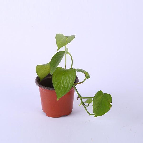 double color flower pots plastic red black nursery transplant basin unbreakable flowerpot home planters garden supplies lin4728
double color flower pots plastic red black nursery transplant basin unbreakable flowerpot home planters garden supplies lin4728
