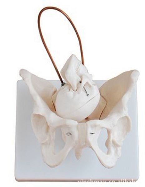 1:1 medical teaching aid baby skull in pelvis for delivery training rare model of childbirth model for female vintage in childbirth model ac
1:1 medical teaching aid baby skull in pelvis for delivery training rare model of childbirth model for female vintage in childbirth model ac