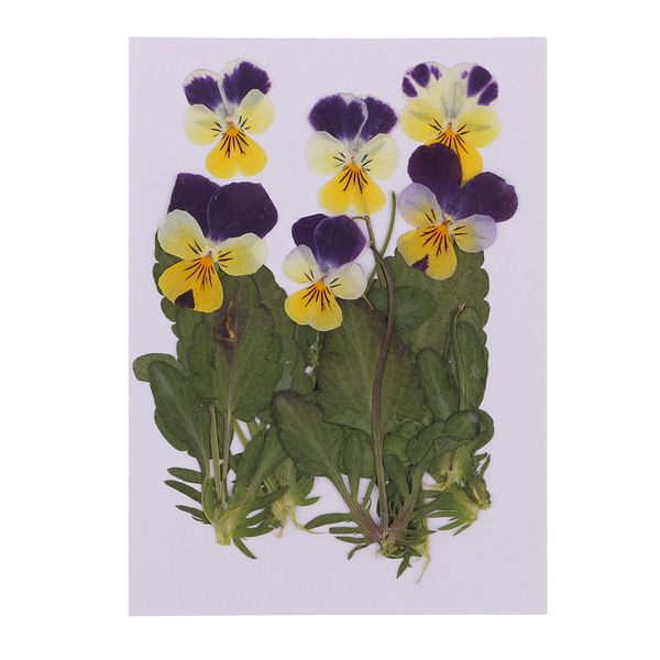 12pc pressed real pansy flowers dried flower leaves viola tricolor flower for phone case decor diy project
12pc pressed real pansy flowers dried flower leaves viola tricolor flower for phone case decor diy project