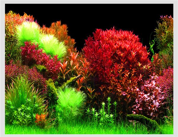 double-sided aquarium plant background wallpaper fish tank decorative backdrop romantic pgraphy image decor wallpaper
double-sided aquarium plant background wallpaper fish tank decorative backdrop romantic pgraphy image decor wallpaper