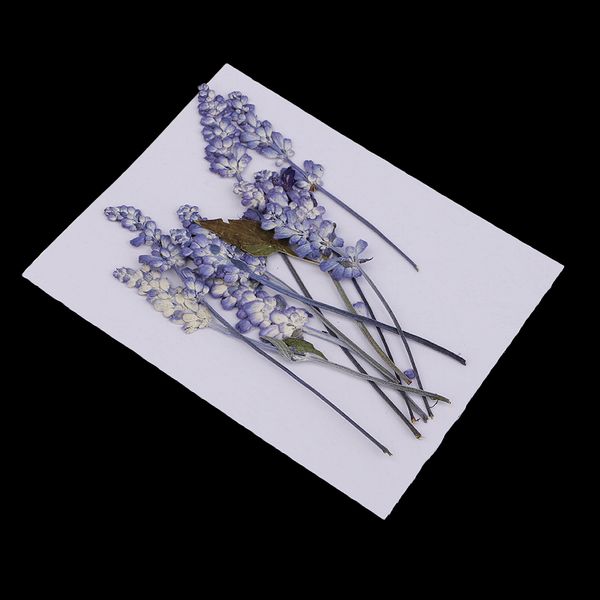 pack of 10 mixed real pressed dried flowers natural dry sage flowers embellishments diy making card handmade jewelry resin crafts
pack of 10 mixed real pressed dried flowers natural dry sage flowers embellishments diy making card handmade jewelry resin crafts