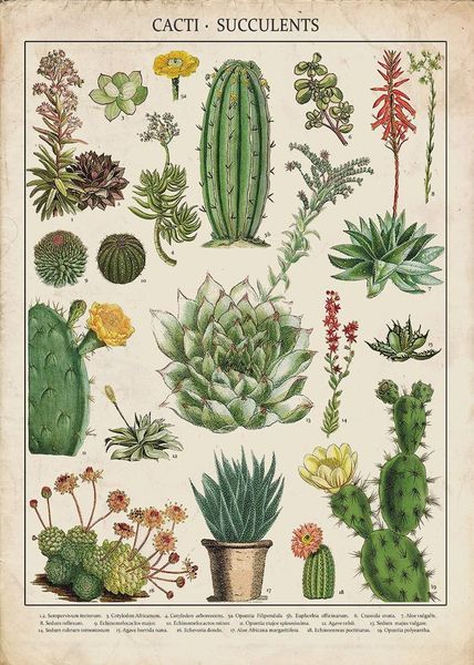 cacti & succulents kitchen - vintage art print silk poster decorative painting wall painting 24x36inch
cacti & succulents kitchen - vintage art print silk poster decorative painting wall painting 24x36inch