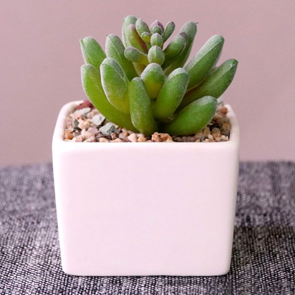 bonsai mini gift home decor wedding deskfake garden square landscape artificial succulent ceramic pot green plants party
bonsai mini gift home decor wedding deskfake garden square landscape artificial succulent ceramic pot green plants party