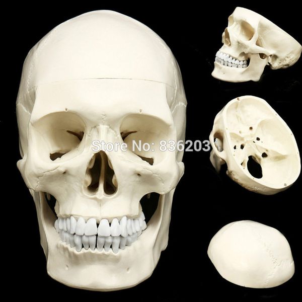 

human anatomy skeleton life size anatomical teaching model brain skull traumatic pistol school supplies medical instruments