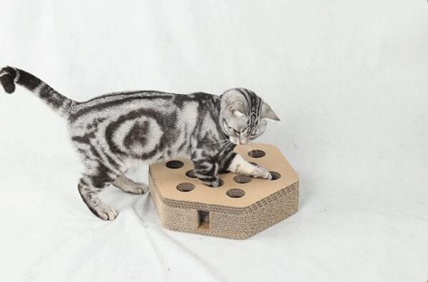 hexa shape cat scratcher fat cat bed cardboard paper scratching pad with funny toys ing
hexa shape cat scratcher fat cat bed cardboard paper scratching pad with funny toys ing
