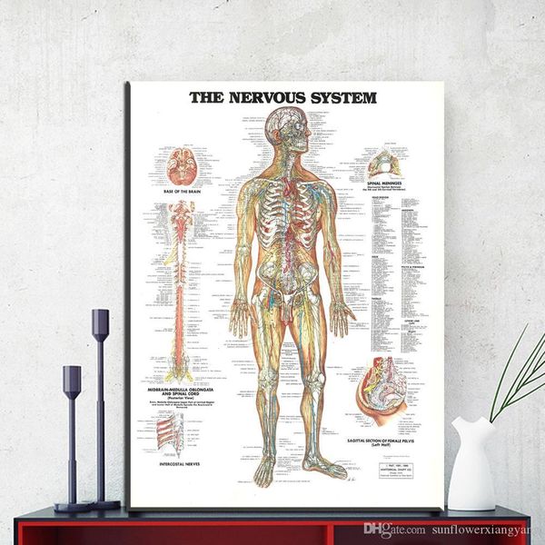 1 panel the nervous system poster print canvas painting anatomy medical wall art picture living room home decoration no frame
1 panel the nervous system poster print canvas painting anatomy medical wall art picture living room home decoration no frame