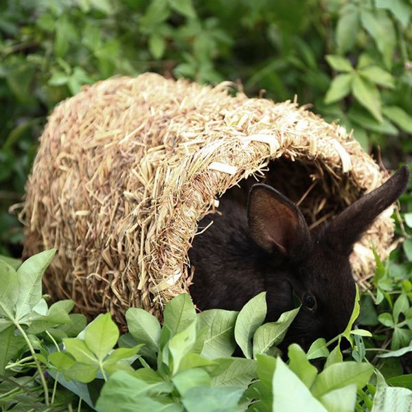 handmade straw bird nest bird rest cave, ideal for finch & canary & small parrot
handmade straw bird nest bird rest cave, ideal for finch & canary & small parrot
