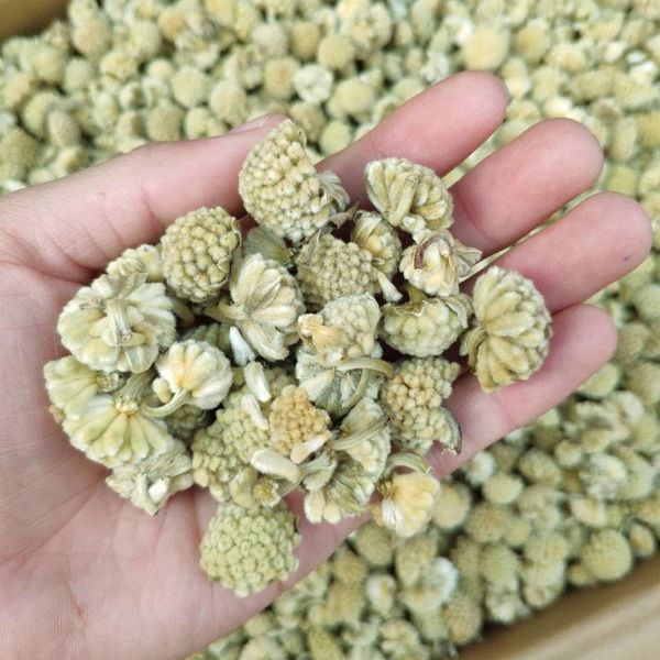 tibet scindapsus aureus 500g bulk wild agricultural products non-class green flower tea non-herbal tea epipremnum pinnatum flower
tibet scindapsus aureus 500g bulk wild agricultural products non-class green flower tea non-herbal tea epipremnum pinnatum flower