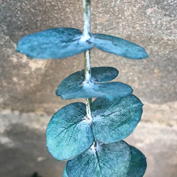 5pcs/35-42cm preserved fresh eucalyptus,diy nature eternell floral,wedding favor advent wreath home room gift decor,dry flower
5pcs/35-42cm preserved fresh eucalyptus,diy nature eternell floral,wedding favor advent wreath home room gift decor,dry flower