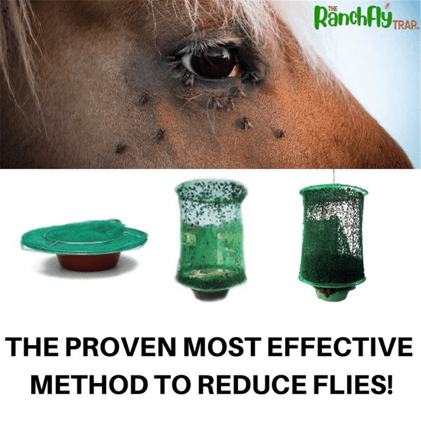 fly kill pest control trap tools reusable hanging fly catcher killer flytrap zapper cage net trap garden supplies killer-flies
fly kill pest control trap tools reusable hanging fly catcher killer flytrap zapper cage net trap garden supplies killer-flies