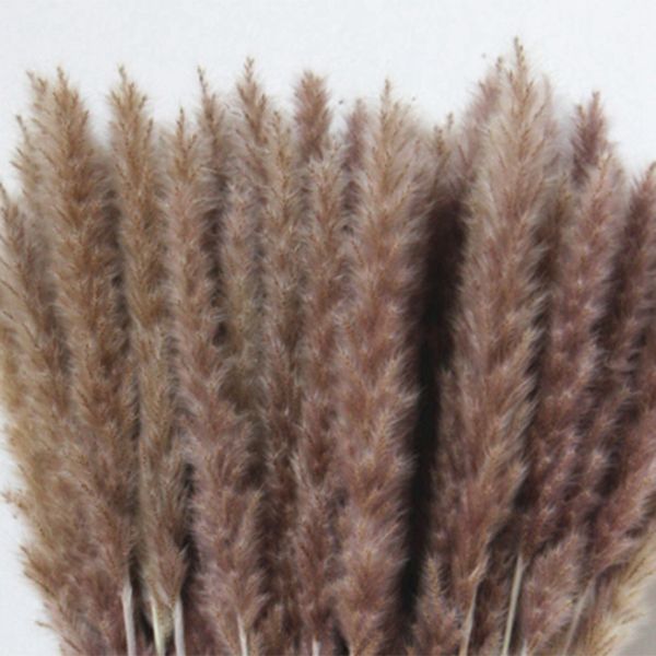 60шт натуральная сушеная пампасная трава, phragmites communis, камышовое растение, свадебный букет цветов home decor diy flower matching pho
60шт натуральная сушеная пампасная трава, phragmites communis, камышовое растение, свадебный букет цветов home decor diy flower matching pho
