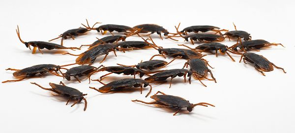 lifelike plastic simulation cockroach tricky joking scary gags practical jokes toys for april fool's day supply wholesale
lifelike plastic simulation cockroach tricky joking scary gags practical jokes toys for april fool's day supply wholesale