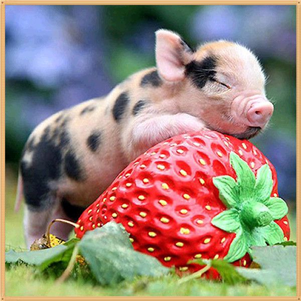 mosaic home decor gift animal pig strawberry 5d diy diamond painting cross stitch kit rhinestone full round&square diamond embroidery bb0817
mosaic home decor gift animal pig strawberry 5d diy diamond painting cross stitch kit rhinestone full round&square diamond embroidery bb0817