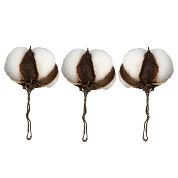 decorative flowers & wreaths 28pcs natural white cotton ball farm style dried flower diy furniture home dining table vase wedding decoration
decorative flowers & wreaths 28pcs natural white cotton ball farm style dried flower diy furniture home dining table vase wedding decoration