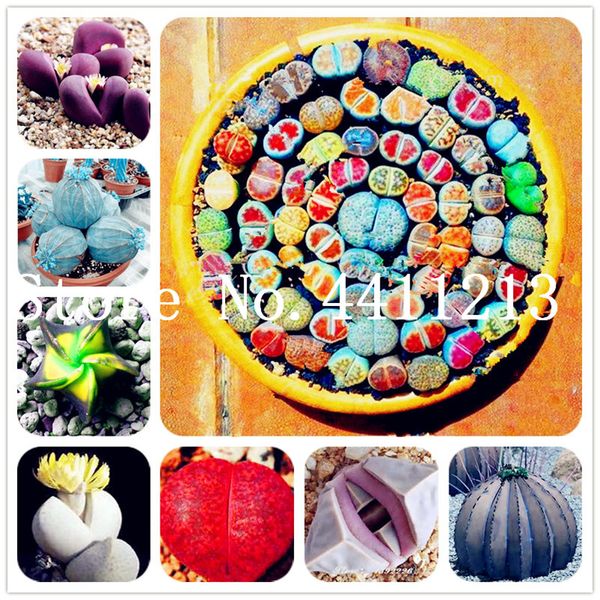 200 pcs/lot indoor bonsai plant seeds flowering succulents bonsai pseudotruncatella office bonsai flower plant for home garden
200 pcs/lot indoor bonsai plant seeds flowering succulents bonsai pseudotruncatella office bonsai flower plant for home garden