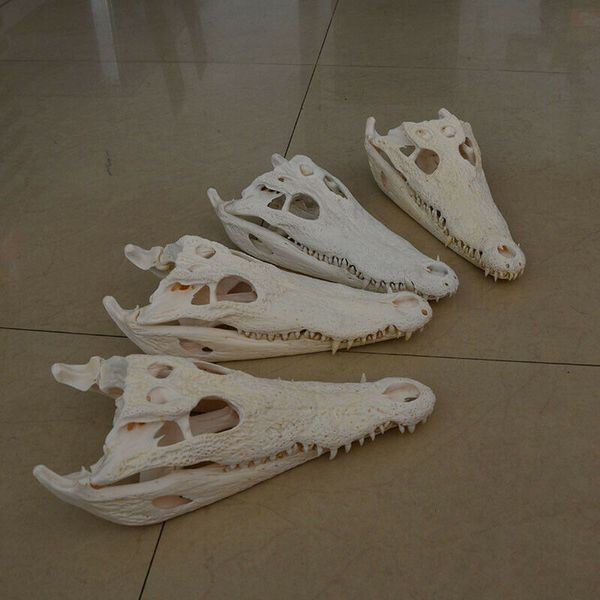 1шт подлинный crocodylus siamensis сиамский череп крокодила таксидермия 23-43 см/9-17 " дюймов образец черепа животного
1шт подлинный crocodylus siamensis сиамский череп крокодила таксидермия 23-43 см/9-17 " дюймов образец черепа животного