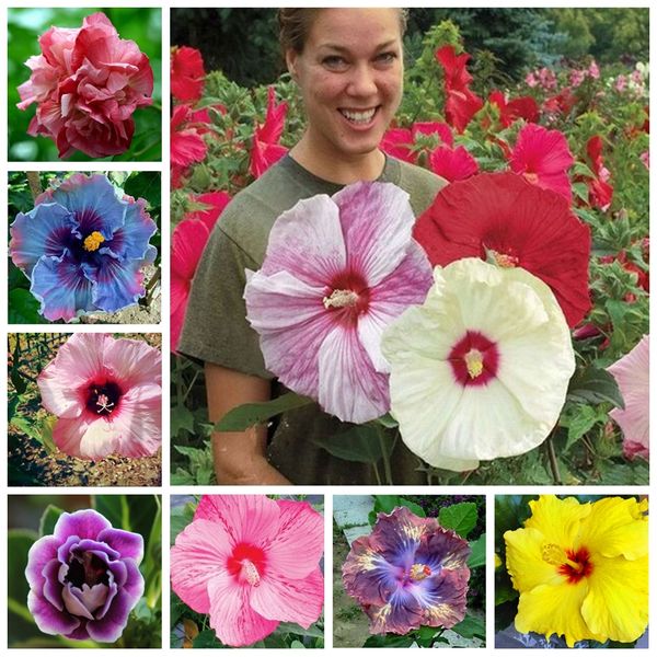 200pcs hibiscus plants 19kinds bonsai hibiscus rosa-sinensis flower planta hibiscustree plants for flower potted plants
200pcs hibiscus plants 19kinds bonsai hibiscus rosa-sinensis flower planta hibiscustree plants for flower potted plants