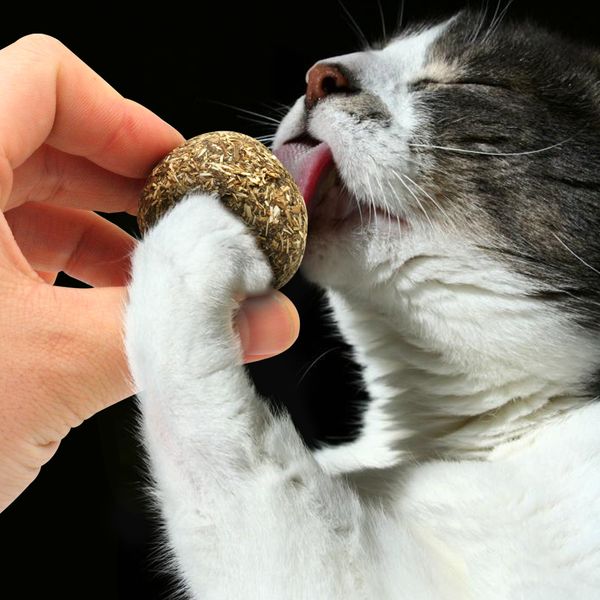 natural catnip toys for cats crazy healthy cat toys for kitten edible treating cleaning teeth cat supplies pet toy pet products
natural catnip toys for cats crazy healthy cat toys for kitten edible treating cleaning teeth cat supplies pet toy pet products