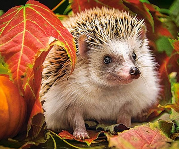 Full Square/Round Drill 5D DIY Diamond Painting "Hedgehog" Embroidery Cross Stitch Mosaic Home Decor Art Experience toys Gift A0399
Full Square/Round Drill 5D DIY Diamond Painting "Hedgehog" Embroidery Cross Stitch Mosaic Home Decor Art Experience toys Gift A0399