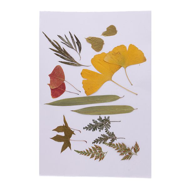 16 piece natural real dried flowers leaves embellishment for diy craft scrapbook jewelry making resin casting
16 piece natural real dried flowers leaves embellishment for diy craft scrapbook jewelry making resin casting