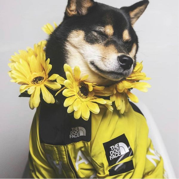 rottweiler dog clothes the dog face rain coat for big dog pets jacket the face rain coat bwkf sguoh
rottweiler dog clothes the dog face rain coat for big dog pets jacket the face rain coat bwkf sguoh