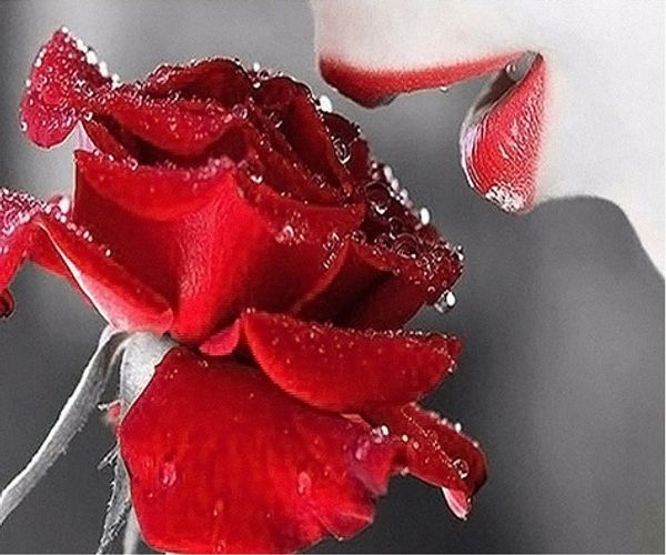 Full Square/Round Drill 5D DIY Diamond Painting "rose" Embroidery Cross Stitch Mosaic Home Decor Art Experience toys Gift A0394
Full Square/Round Drill 5D DIY Diamond Painting "rose" Embroidery Cross Stitch Mosaic Home Decor Art Experience toys Gift A0394