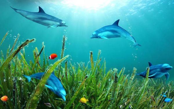 modern living room wallpapers beautiful underwater world dolphin seaweed 3d tv background wall
modern living room wallpapers beautiful underwater world dolphin seaweed 3d tv background wall